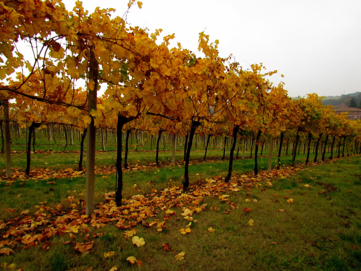 Fattoria Monticino Rosso