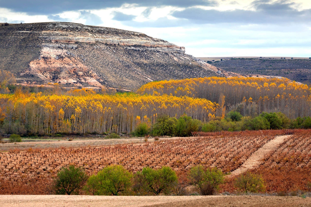 Bodegas Rippa Dorii