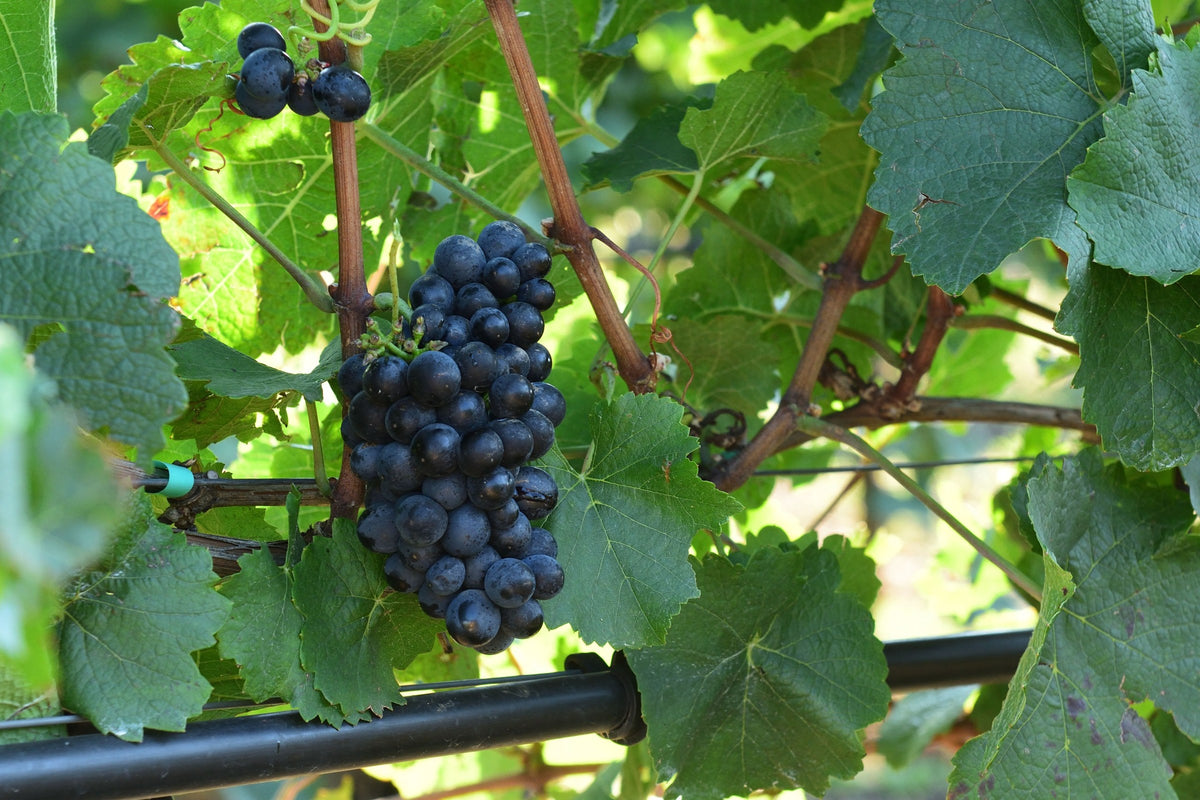 Weingut Preiner