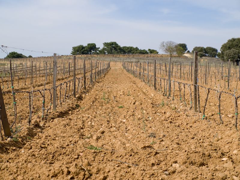 Bodega Domenio