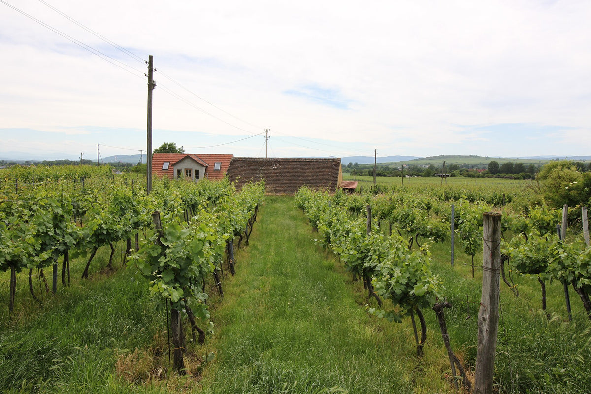 Weingut Höllerer