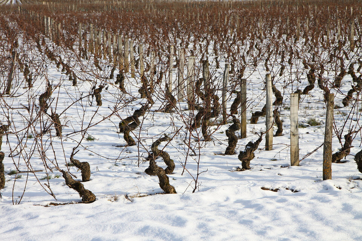 Domaine les Guignottes