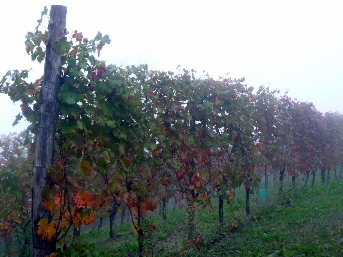 Azienda Agricola Rizieri