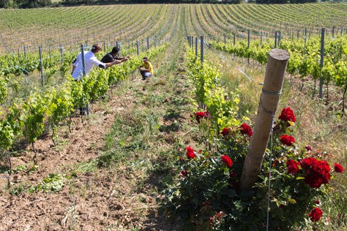 Domaine de la Rouvière