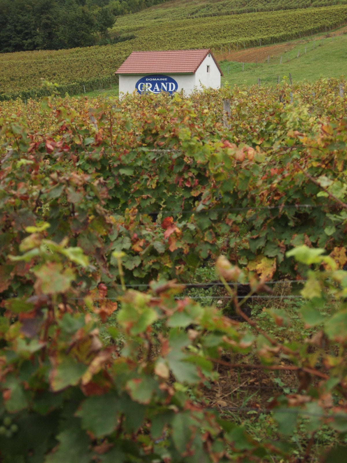 Maison du Vigneron