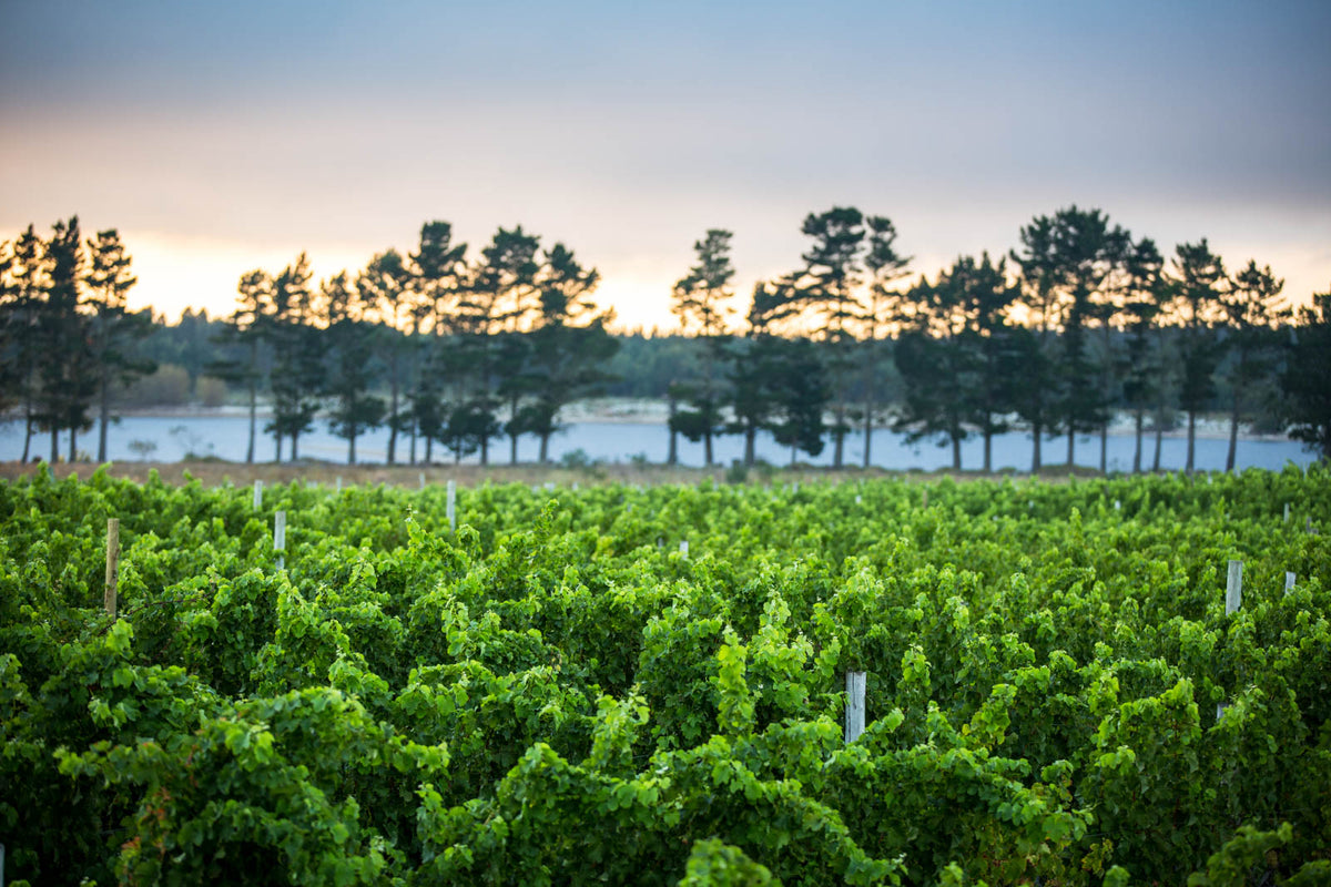 Villion Family Wines