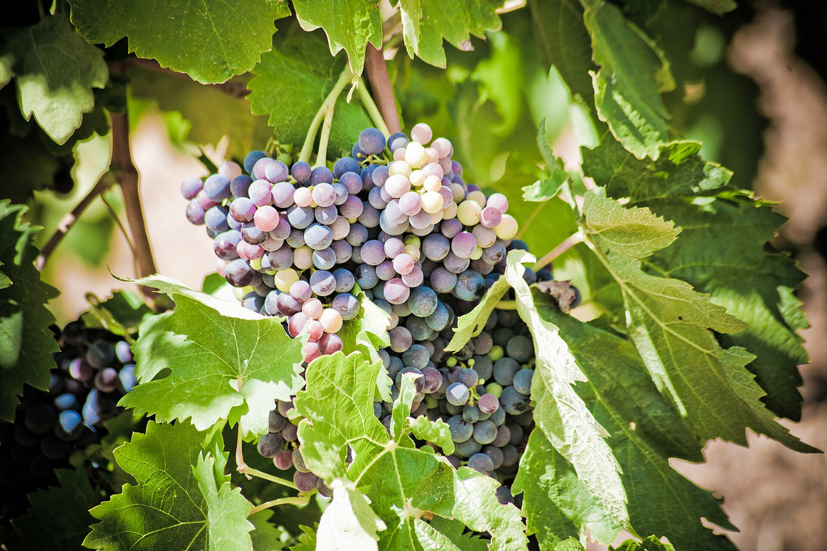 Domaine de Roumanis