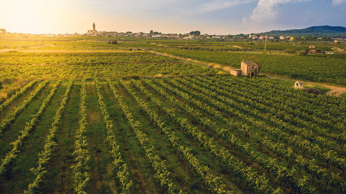 Bodega Domenio