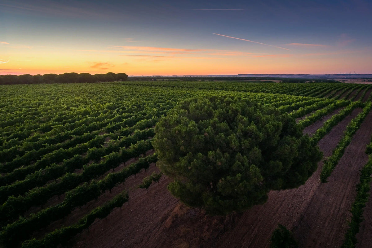 Bodegas Rippa Dorii