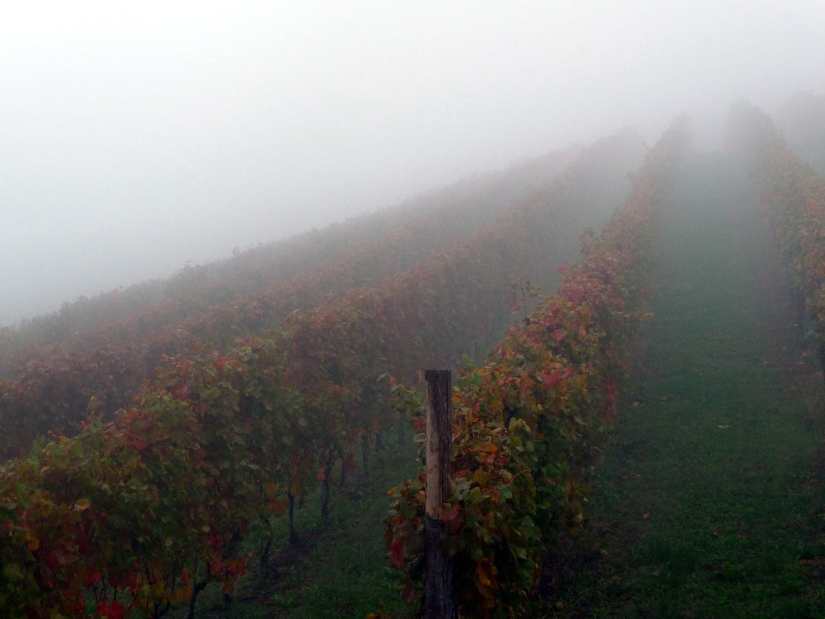 Azienda Agricola Rizieri
