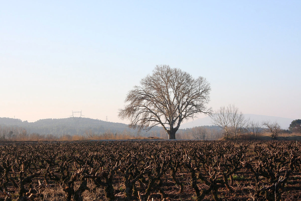 Domaine de Roumanis