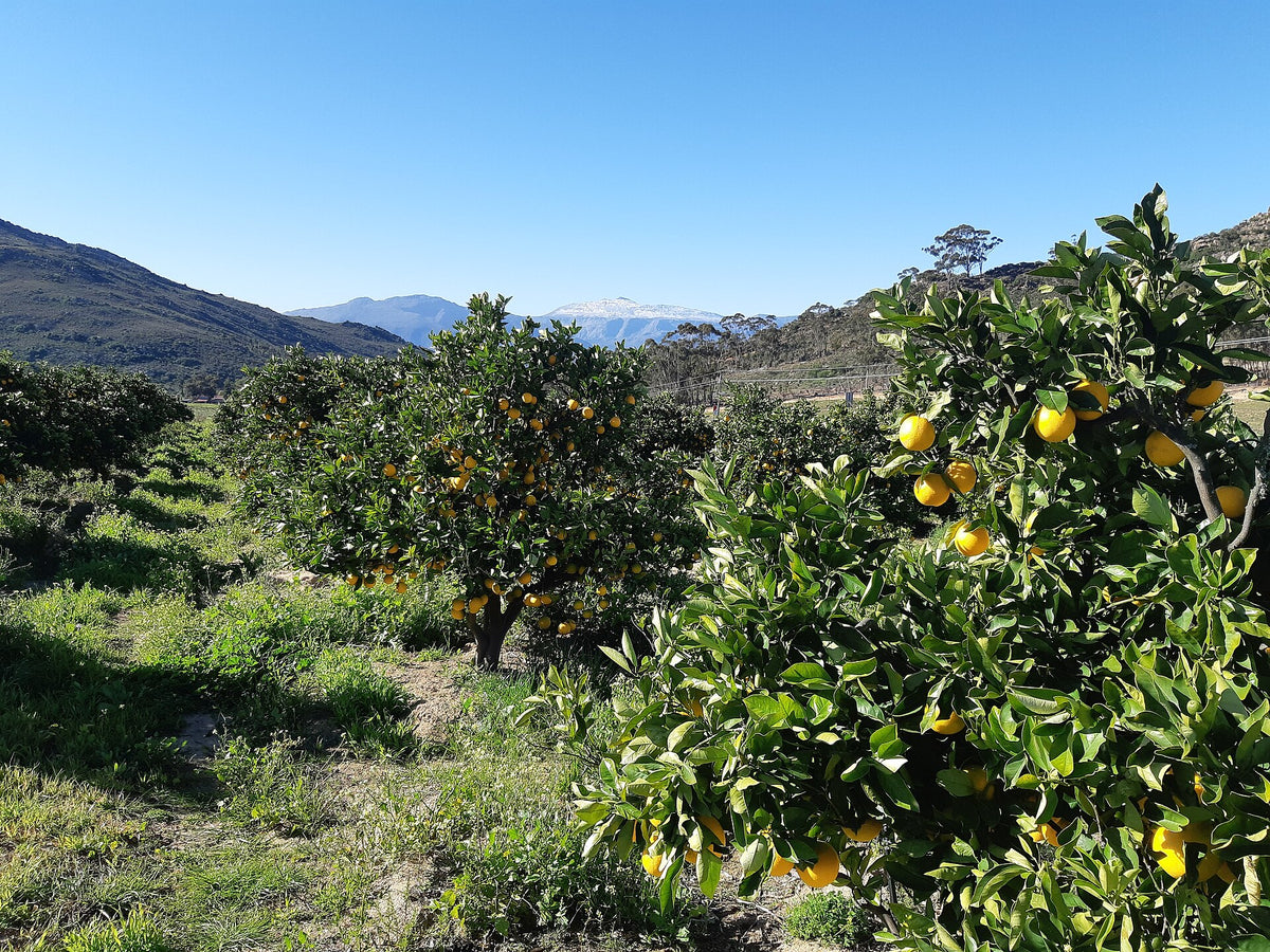 Piekenierskloof