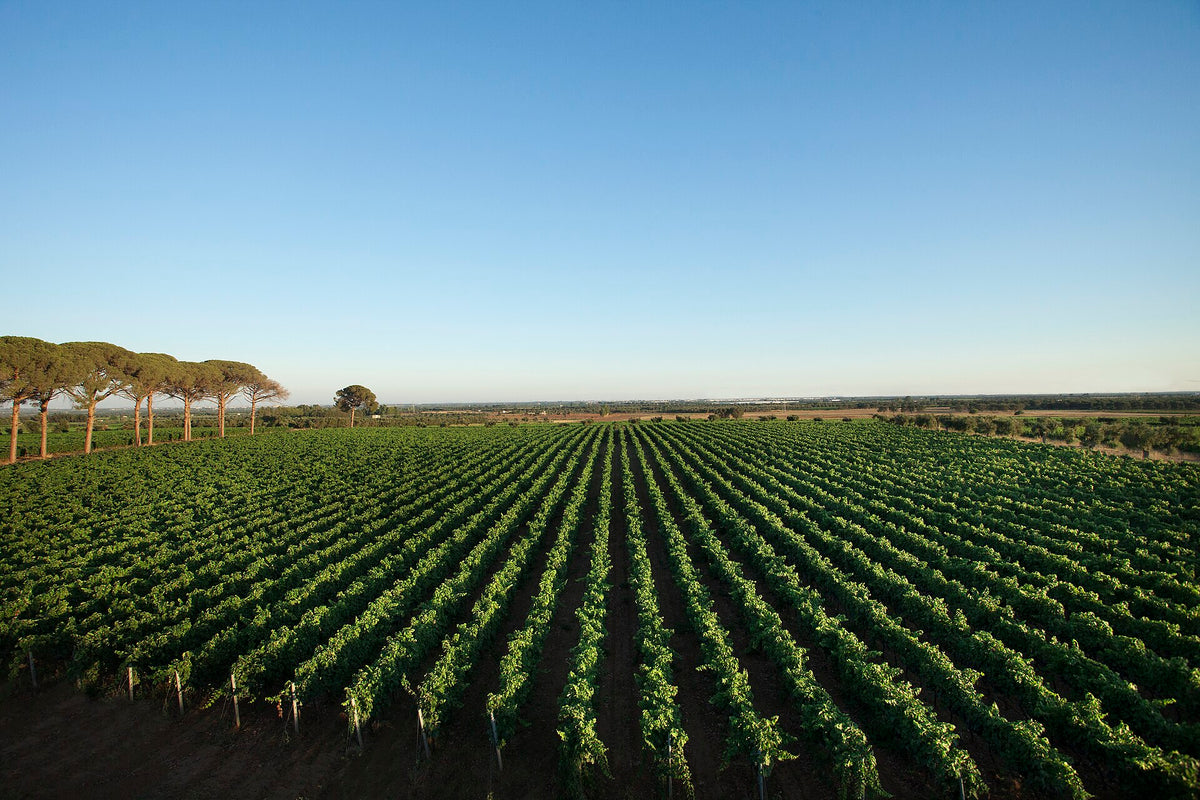 Cantine Paolo Leo