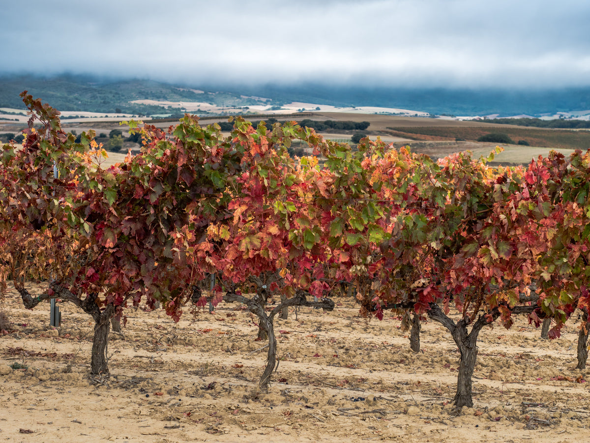 Bodega Domenio