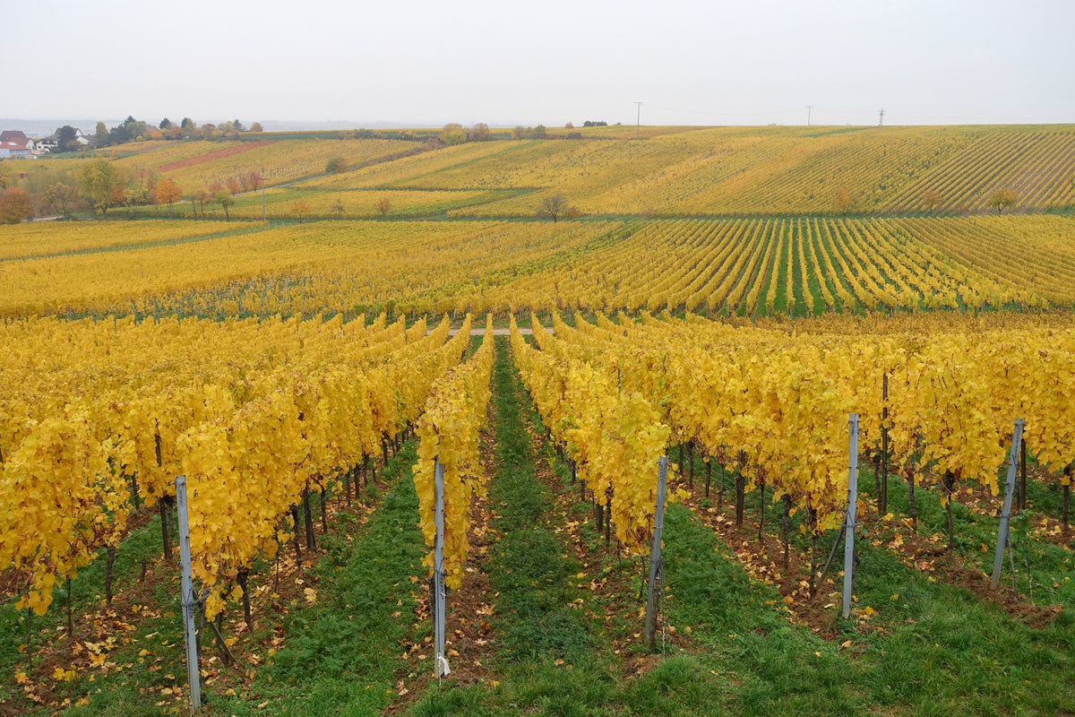 Weingut Bietighöfer