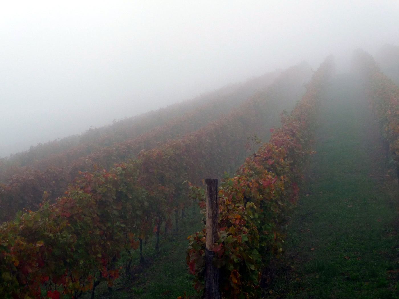 Azienda Agricola Rizieri